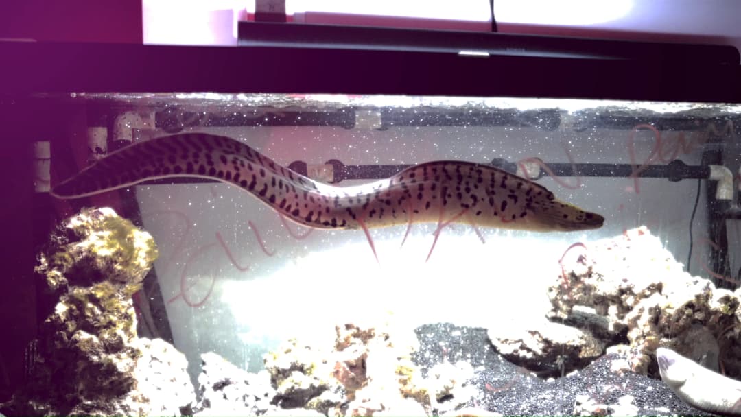 Pain music video still — datamoshed frame 064