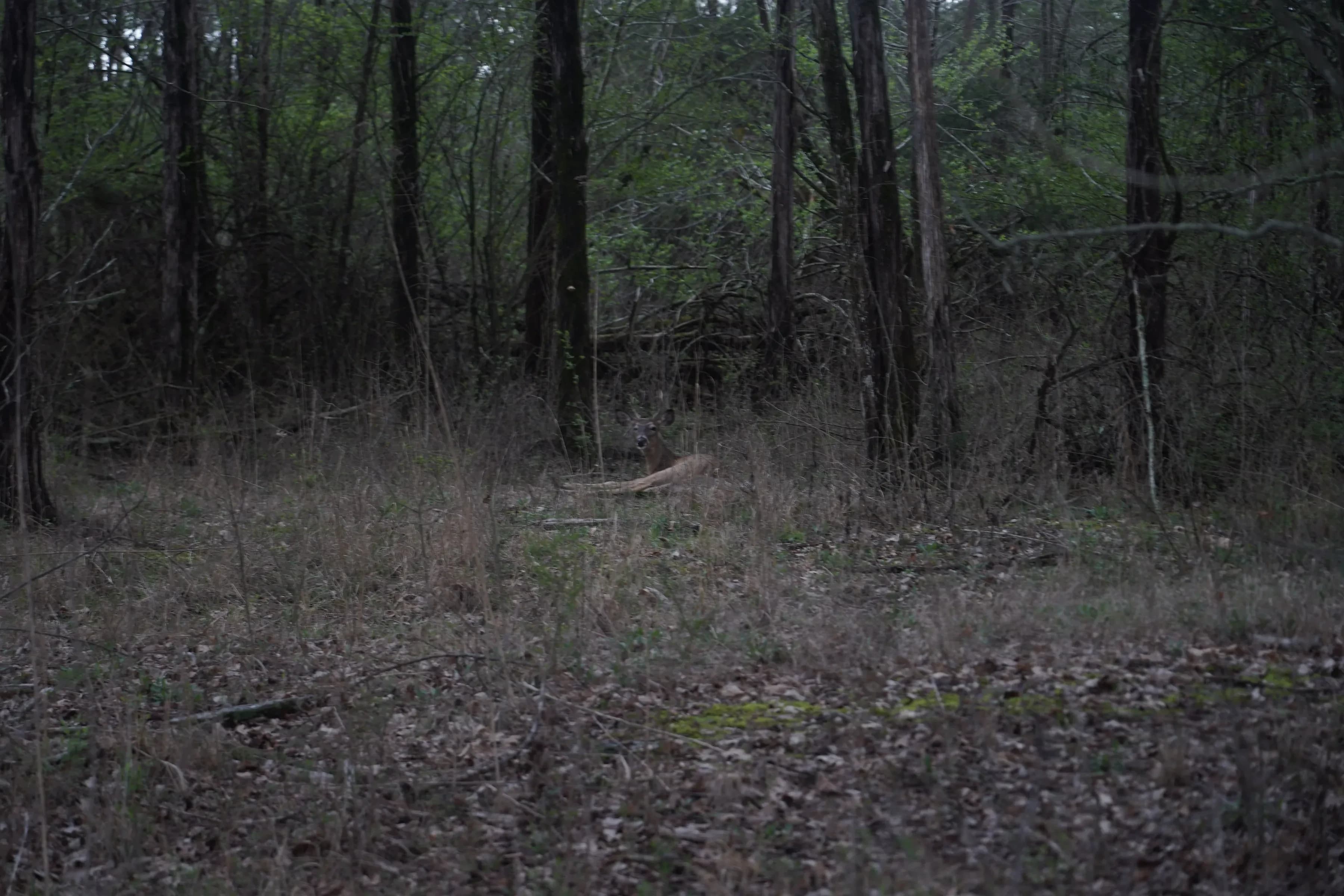 BATTLEFIELD CREEK 2