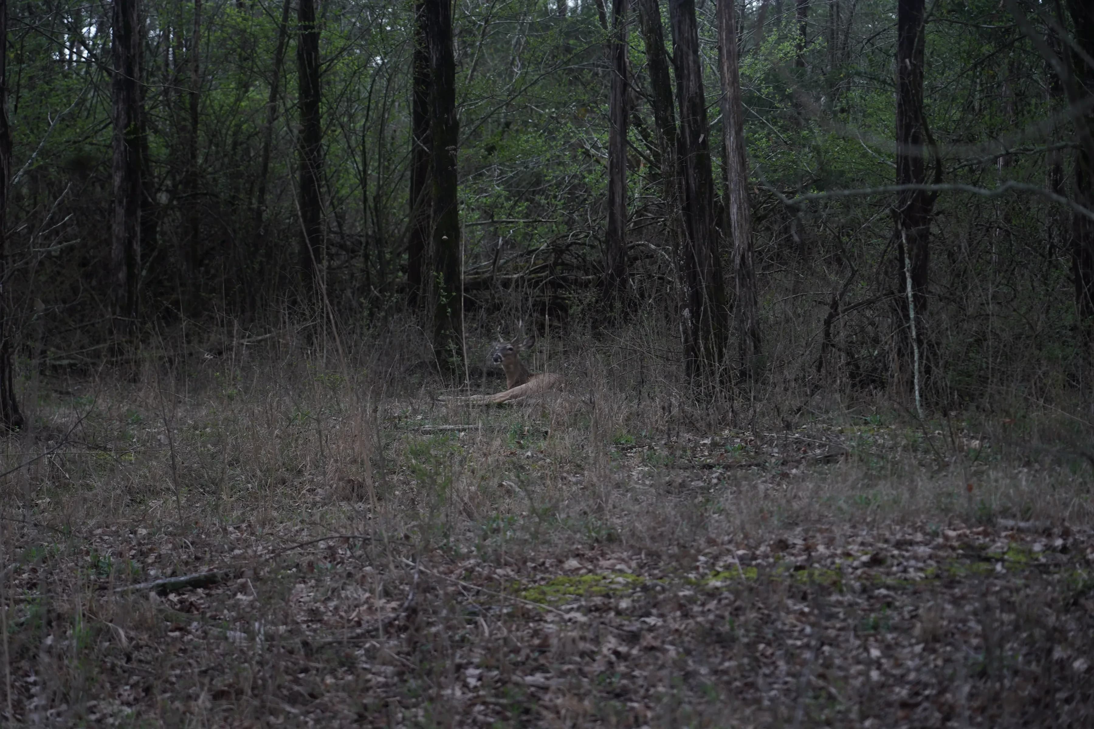 BATTLEFIELD CREEK 3