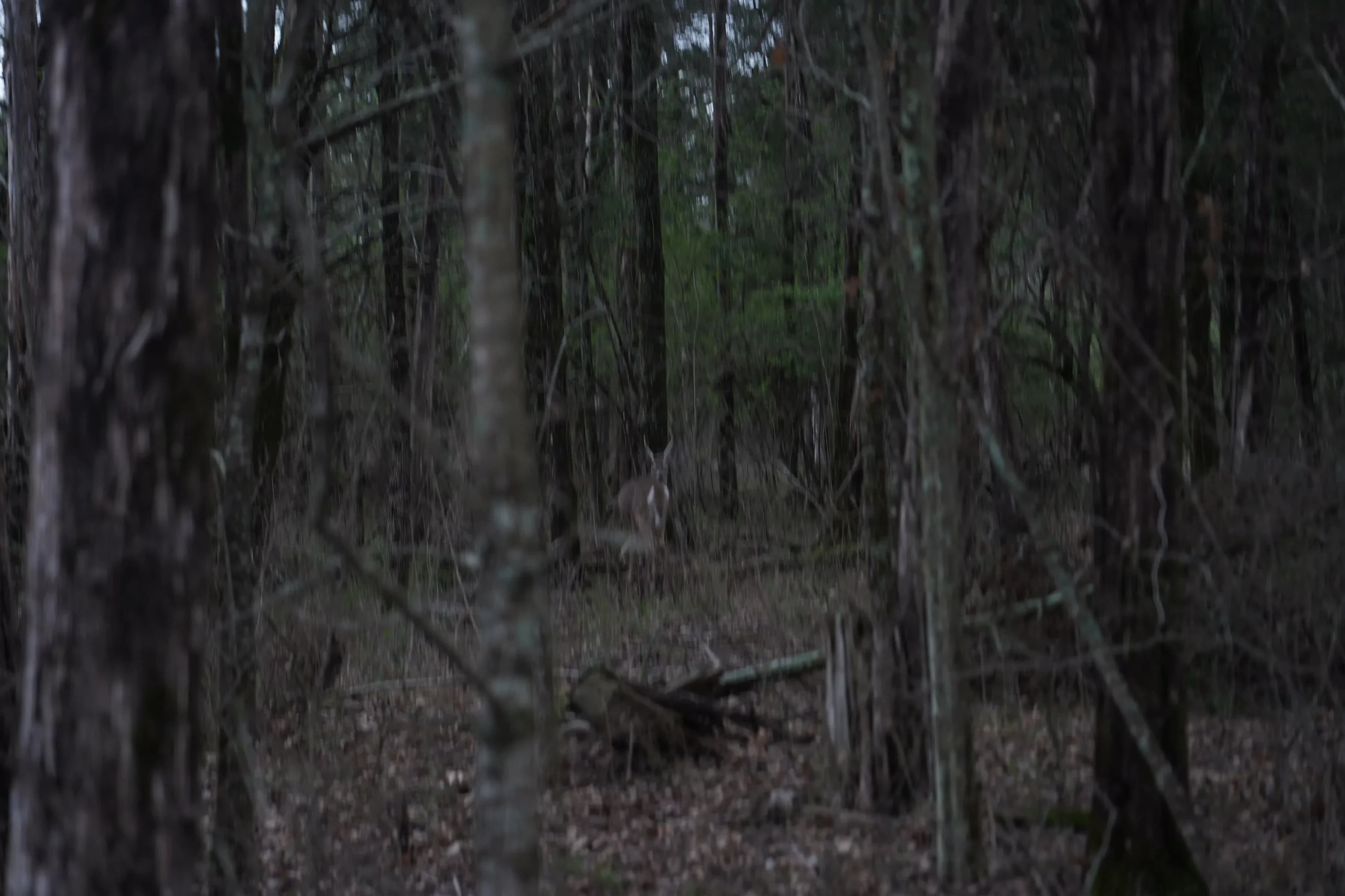 BATTLEFIELD CREEK 4