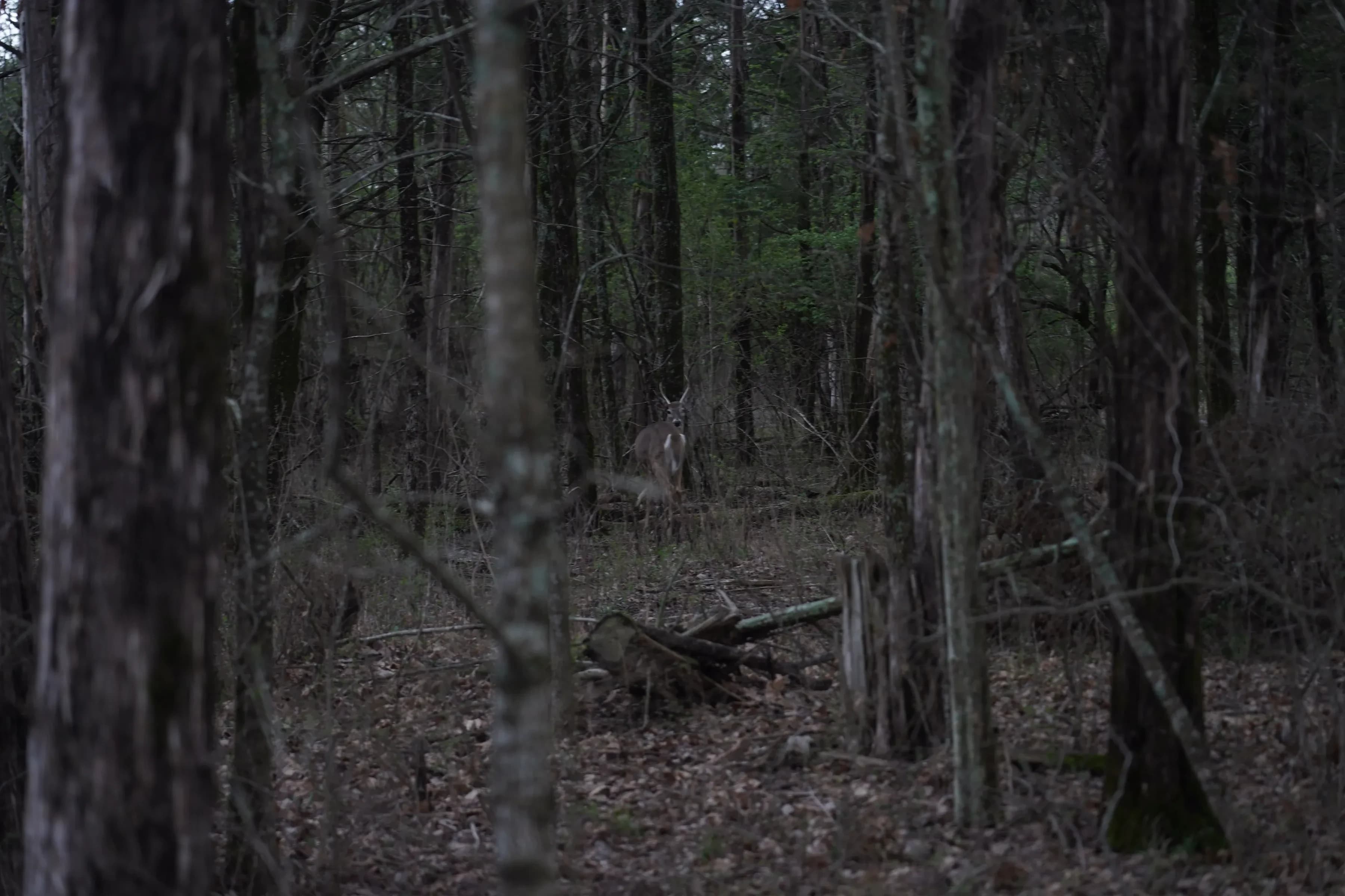 BATTLEFIELD CREEK 5