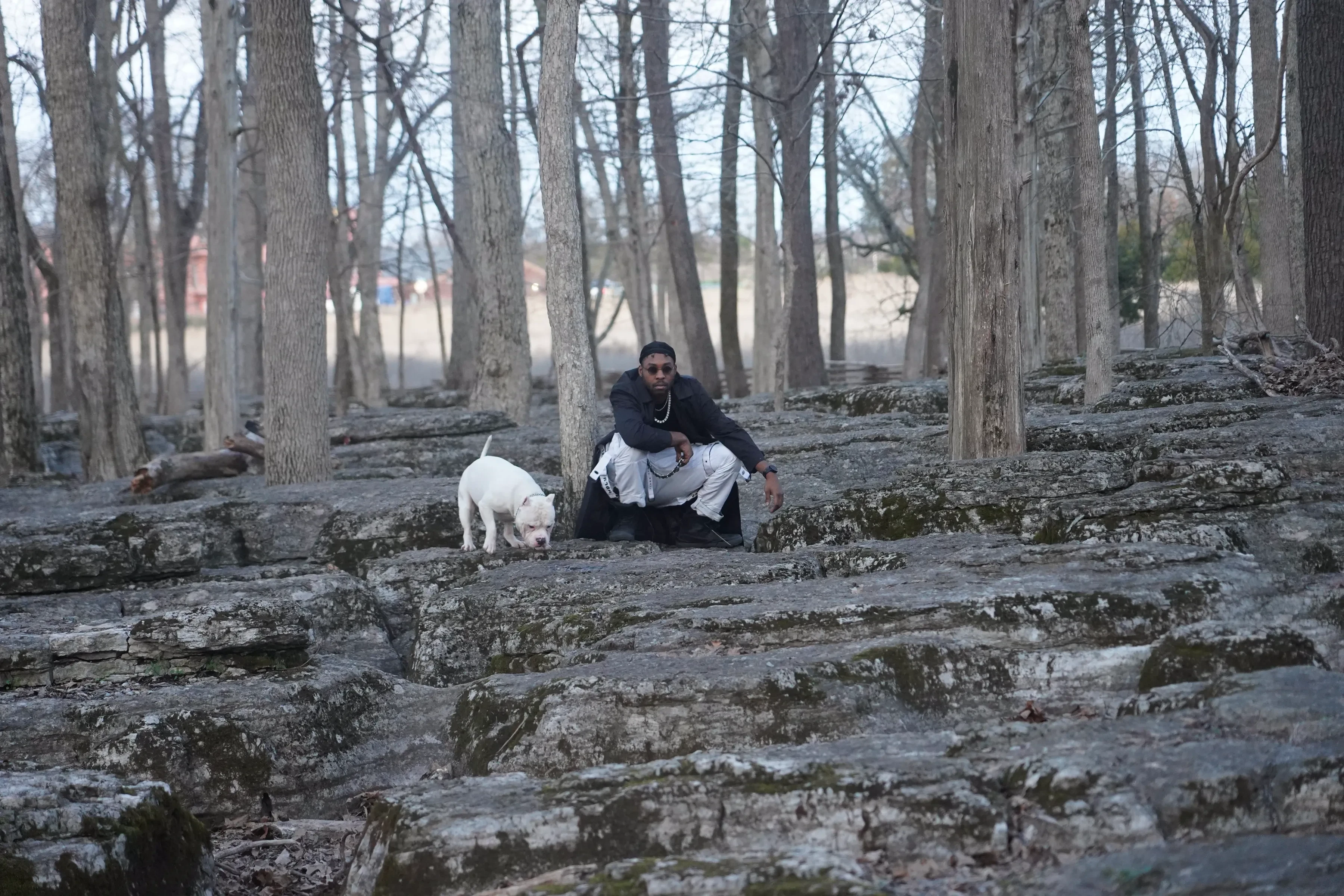 Alpha The Wolf crouched on the stone shelf while a white dog stands on the rock in front of him with its nose lowered to the lichen, both small against the ranks of bare trunks and tiered grey ledges.