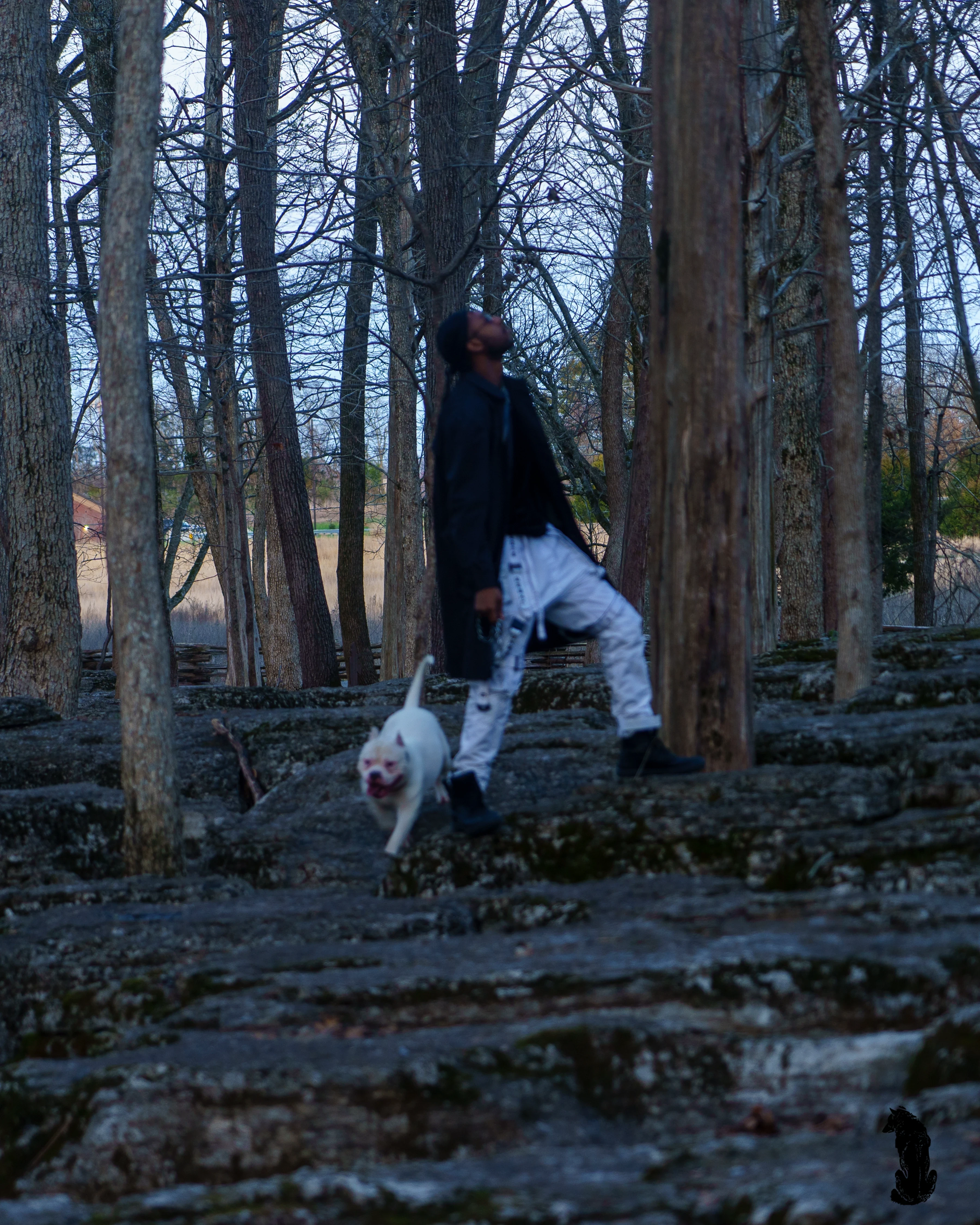 Alpha The Wolf standing on the rock with his chin lifted to the canopy while the white dog runs down the stone toward the camera with its mouth open.
