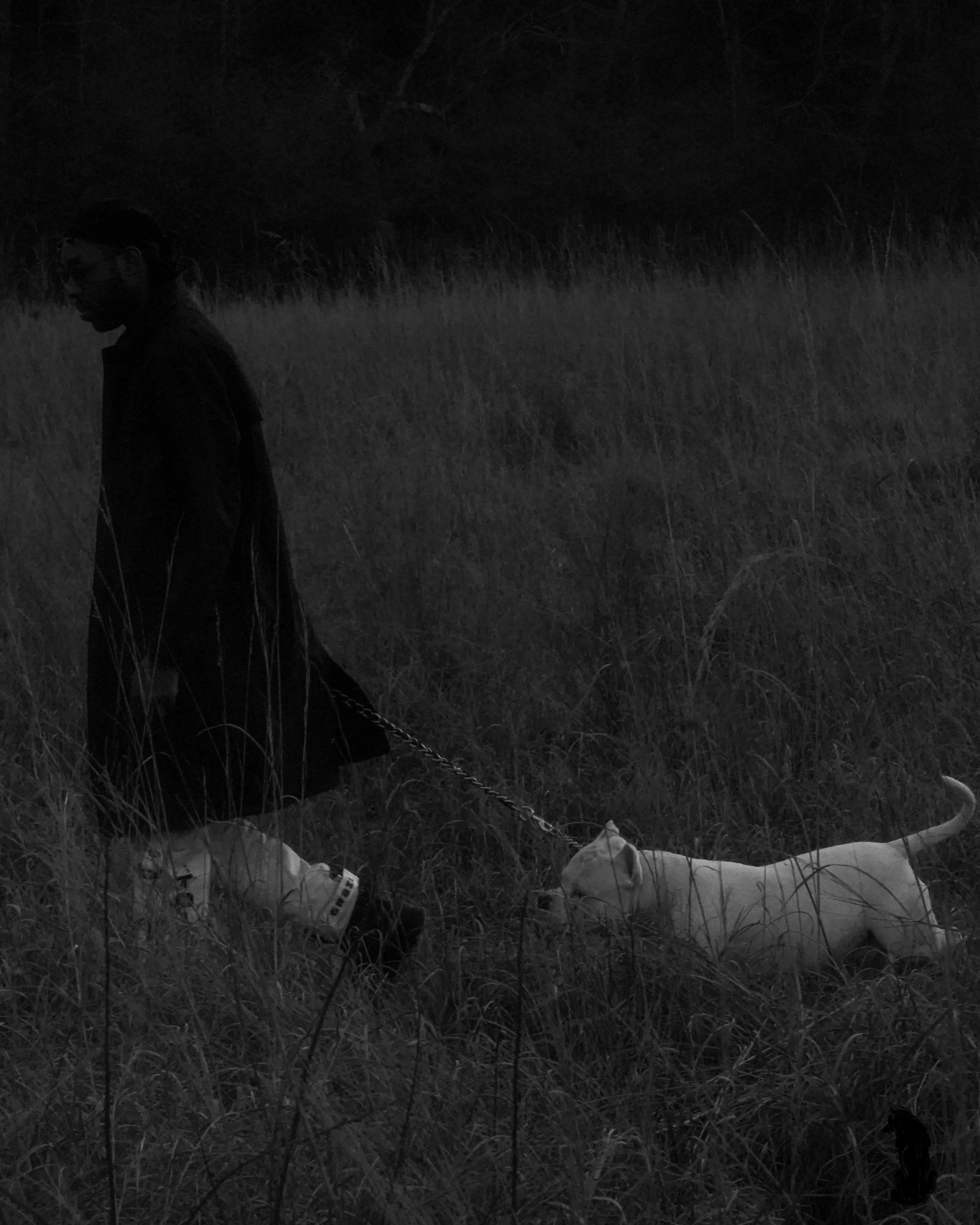 Alpha The Wolf photographed in black and white walking through tall grass with a white short-haired dog straining forward on a chain leash, his long coat swinging open.