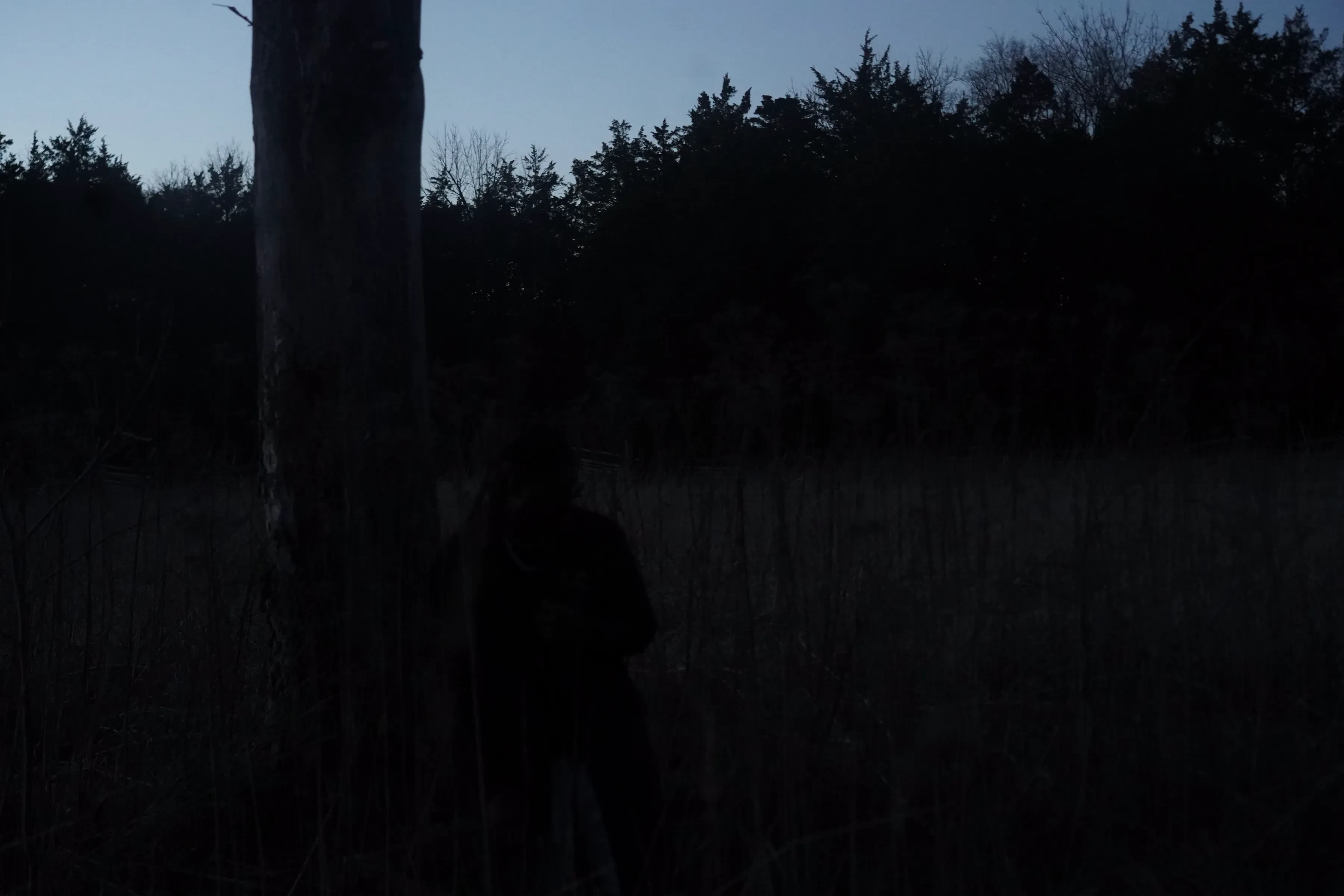 Alpha The Wolf pressed close to the bare trunk with his outline dissolving into the dark field, the treeline reduced to a jagged black edge and the last light draining from the top of the frame.